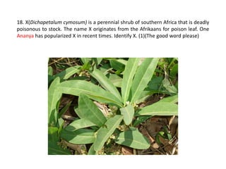 18. X(Dichapetalum cymosum) is a perennial shrub of southern Africa that is deadly
poisonous to stock. The name X originates from the Afrikaans for poison leaf. One
Ananya has popularized X in recent times. Identify X. (1)(The good word please)
 