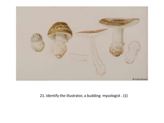 21. Identify the illustrator, a budding mycologist . (1)
 