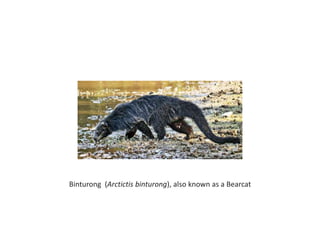 Binturong (Arctictis binturong), also known as a Bearcat
 