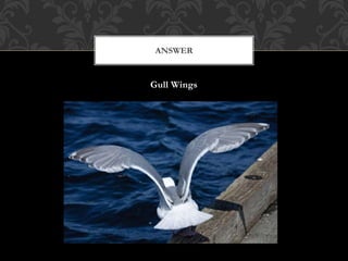 Gull Wings
ANSWER
 