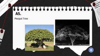 A5.
Peepal Tree
 