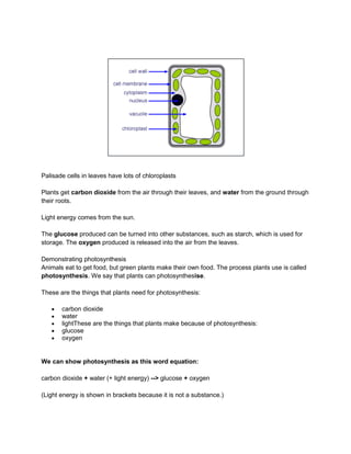 Palisade cells in leaves have lots of chloroplasts

Plants get carbon dioxide from the air through their leaves, and water from the ground through
their roots.

Light energy comes from the sun.

The glucose produced can be turned into other substances, such as starch, which is used for
storage. The oxygen produced is released into the air from the leaves.

Demonstrating photosynthesis
Animals eat to get food, but green plants make their own food. The process plants use is called
photosynthesis. We say that plants can photosynthesise.

These are the things that plants need for photosynthesis:

       carbon dioxide
       water
       lightThese are the things that plants make because of photosynthesis:
       glucose
       oxygen


We can show photosynthesis as this word equation:

carbon dioxide + water (+ light energy) --> glucose + oxygen

(Light energy is shown in brackets because it is not a substance.)
 