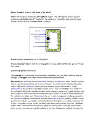 Where does this process take place in the plant?

Photosynthesis takes place in the chloroplasts in plant cells. Chloroplasts contain a green
substance called chlorophyll. This absorbs the light energy needed to make photosynthesis
happen. Plants can only photosynthesise in the light.




Palisade cells in leaves have lots of chloroplasts

Plants get carbon dioxide from the air through their leaves, and water from the ground through
their roots.

Light energy comes from the sun.

The glucose produced can be turned into other substances, such as starch, which is used for
storage. The oxygen produced is released into the air from the leaves.

Palisade cells are cells found within the mesophyll in leaves of dicotyledonous plants. Palisade cells have
a lot of extra chloroplasts to help with photosynthesis, they are mostly found in the top surfaces of the
leaves. They contain chloroplasts, which convert the energy in light to chemical energy through
photosynthesis. The cylindrical shape of palisade cells allows a large amount of light to be absorbed by
the chloroplasts. Beneath the palisade mesophyll are the spongy mesophyll cells, irregularly-shaped cells
that having many intercellular spaces to allow the passage of gases, such as the intake of carbon dioxide
for photosynthesis to take place. The stomata is the way in which these gases are exchanged, as well as
the transpiration of water from the xylem, either by the apoplast or symplast pathway. Palisade cells are
positioned towards the upper surface of the leaf and contain the largest number of chloroplasts per cell
in plants. This makes them the primary site of photosynthesis in a plant's leaves. They have a very large
surface area in order for them to absorb more light during photosynthesis.This makes photosynthesis
easier and more chemical energy can be produced for the plant. Palisade cells are found in leaves, they
 
