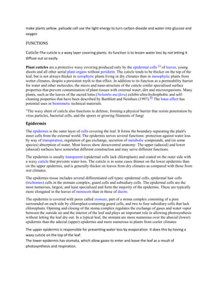 make plants yellow. palisade cell use the light energy to turn carbon dioxide and water into glucose and
oxygen

FUNCTIONS

Cuticle-The cuticle is a waxy layer covering plants. its function is to lessen water loss by not letting it
diffuse out so easily.

Plant cuticles are a protective waxy covering produced only by the epidermal cells [1] of leaves, young
shoots and all other aerial plant organs without periderm. The cuticle tends to be thicker on the top of the
leaf, but is not always thicker in xerophytic plants living in dry climates than in mesophytic plants from
wetter climates, despite a persistent myth to that effect. In addition to its function as a permeability barrier
for water and other molecules, the micro and nano-structure of the cuticle confer specialised surface
properties that prevent contamination of plant tissues with external water, dirt and microorganisms. Many
plants, such as the leaves of the sacred lotus (Nelumbo nucifera) exhibit ultra-hydrophobic and self-
cleaning properties that have been described by Barthlott and Neinhuis (1997).[8] The lotus effect has
potential uses in biomimetic technical materials.
"The waxy sheet of cuticle also functions in defense, forming a physical barrier that resists penetration by
virus particles, bacterial cells, and the spores or growing filaments of fungi

Epidermis
The epidermis is the outer layer of cells covering the leaf. It forms the boundary separating the plant's
inner cells from the external world. The epidermis serves several functions: protection against water loss
by way of transpiration, regulation of gas exchange, secretion of metabolic compounds, and (in some
species) absorption of water. Most leaves show dorsoventral anatomy: The upper (adaxial) and lower
(abaxial) surfaces have somewhat different construction and may serve different functions.
The epidermis is usually transparent (epidermal cells lack chloroplasts) and coated on the outer side with
a waxy cuticle that prevents water loss. The cuticle is in some cases thinner on the lower epidermis than
on the upper epidermis, and is generally thicker on leaves from dry climates as compared with those from
wet climates.
The epidermis tissue includes several differentiated cell types: epidermal cells, epidermal hair cells
(trichomes) cells in the stomate complex; guard cells and subsidiary cells. The epidermal cells are the
most numerous, largest, and least specialized and form the majority of the epidermis. These are typically
more elongated in the leaves of monocots than in those of dicots.
The epidermis is covered with pores called stomata, part of a stoma complex consisting of a pore
surrounded on each side by chloroplast-containing guard cells, and two to four subsidiary cells that lack
chloroplasts. Opening and closing of the stoma complex regulates the exchange of gases and water vapor
between the outside air and the interior of the leaf and plays an important role in allowing photosynthesis
without letting the leaf dry out. In a typical leaf, the stomata are more numerous over the abaxial (lower)
epidermis than the adaxial (upper) epidermis and more numerous in plants from cooler climates
The upper epidermis is responsible for preventing water loss by evaporation. It does this by having a
waxy cuticle on the top of the leaf.
The lower epidermis has stomata, which allow gases to enter and leave the leaf as a result of
photosynthesis and respiration.
 