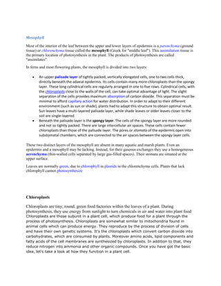 Mesophyll

Most of the interior of the leaf between the upper and lower layers of epidermis is a parenchyma (ground
tissue) or chlorenchyma tissue called the mesophyll (Greek for "middle leaf"). This assimilation tissue is
the primary location of photosynthesis in the plant. The products of photosynthesis are called
"assimilates".
In ferns and most flowering plants, the mesophyll is divided into two layers:

        An upper palisade layer of tightly packed, vertically elongated cells, one to two cells thick,
        directly beneath the adaxial epidermis. Its cells contain many more chloroplasts than the spongy
        layer. These long cylindrical cells are regularly arranged in one to five rows. Cylindrical cells, with
        the chloroplasts close to the walls of the cell, can take optimal advantage of light. The slight
        separation of the cells provides maximum absorption of carbon dioxide. This separation must be
        minimal to afford capillary action for water distribution. In order to adapt to their different
        environment (such as sun or shade), plants had to adapt this structure to obtain optimal result.
        Sun leaves have a multi-layered palisade layer, while shade leaves or older leaves closer to the
        soil are single-layered.
        Beneath the palisade layer is the spongy layer. The cells of the spongy layer are more rounded
        and not so tightly packed. There are large intercellular air spaces. These cells contain fewer
        chloroplasts than those of the palisade layer. The pores or stomata of the epidermis open into
        substomatal chambers, which are connected to the air spaces between the spongy layer cells.

These two distinct layers of the mesophyll are absent in many aquatic and marsh plants. Even an
epidermis and a mesophyll may be lacking. Instead, for their gaseous exchanges they use a homogeneous
aerenchyma (thin-walled cells separated by large gas-filled spaces). Their stomata are situated at the
upper surface.
Leaves are normally green, due to chlorophyll in plastids in the chlorenchyma cells. Plants that lack
chlorophyll cannot photosynthesize




Chloroplasts

Chloroplasts are tiny, round, green food factories within the leaves of a plant. During
photosynthesis, they use energy from sunlight to turn chemicals in air and water into plant food
Chloroplasts are those subunit in a plant cell, which produce food for a plant through the
process of photosynthesis. Chloroplasts are somewhat similar to mitochondria found in
animal cells which can produce energy. They reproduce by the process of division of cells
and have their own genetic systems. It's the chloroplasts which convert carbon dioxide into
carbohydrates, which are consumed by plants. Moreover amino acids, lipid components and
fatty acids of the cell membranes are synthesized by chloroplasts. In addition to that, they
reduce nitrogen into ammonia and other organic compounds. Once you have got the basic
idea, let's take a look at how they function in a plant cell.
 