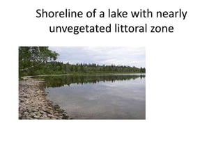 Shoreline of a lake with nearly
unvegetated littoral zone
 