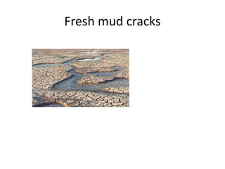 Fresh mud cracks
 