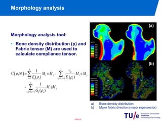 Morphology analysis 
Morphology analysis tool: 
• Bone density distribution (ρ) and 
Fabric tensor (M) are used to 
calculate compliance tensor. 
  
3 3 
 M M  
M M 
E E 
 1 ,  1; 
 
3 
, 1; 
1 
,M 
( ) ( ) 
1 
( ) 
ij 
i j i j 
i i s i j i j i s 
i j 
i j i j ij s 
M M 
G 
 
 
  
 
  
  
 
 
 
 
C 
PAGE 9 
(a) 
(b) 
a) Bone density distribution 
b) Major fabric direction (major eigenvector) 
 
