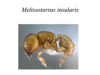 Melissotarsus insularis 