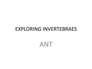 EXPLORING INVERTEBRAES

        ANT
 