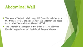 Ant. abdominal wall (3) anatomy pptsupdated | PPTX