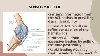 Anterior cruciate ligament anatomy- Ortho | PPTX