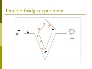 Double Bridge experiment
Food
 