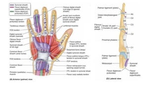 Internal Structure Hand Comprehensive Gross Anatomy of the Human Hand and Limb Structures | PPTX