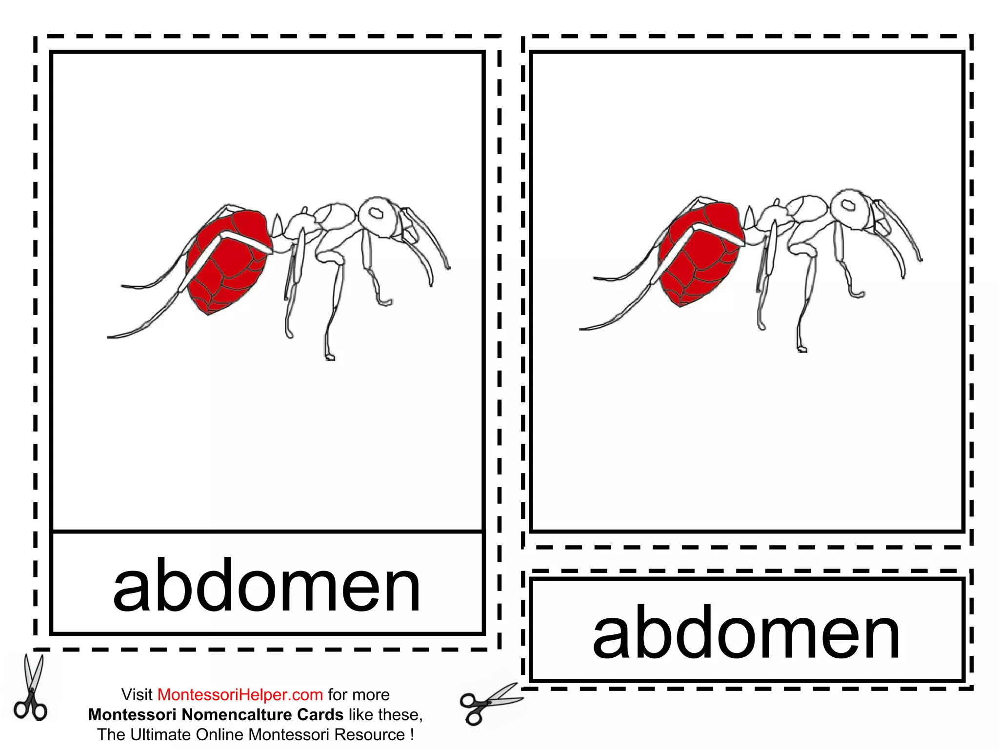 abdomen
Visit MontessoriHelper.com for more
Montessori Nomencalture Cards like these,
The Ultimate Online Montessori Resource !
abdomen