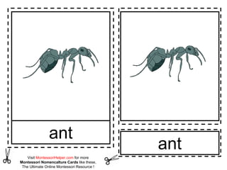 ant
Visit MontessoriHelper.com for more
Montessori Nomencalture Cards like these,
The Ultimate Online Montessori Resource !

ant

 
