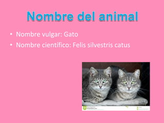 • Nombre vulgar: Gato
• Nombre científico: Felis silvestris catus