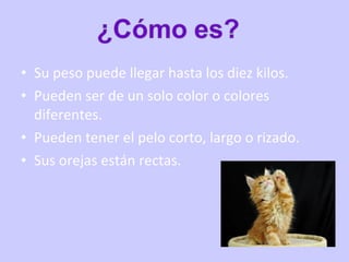• Su peso puede llegar hasta los diez kilos.
• Pueden ser de un solo color o colores
diferentes.
• Pueden tener el pelo corto, largo o rizado.
• Sus orejas están rectas.