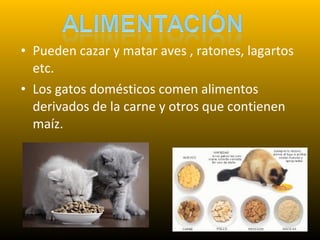 • Pueden cazar y matar aves , ratones, lagartos
etc.
• Los gatos domésticos comen alimentos
derivados de la carne y otros que contienen
maíz.