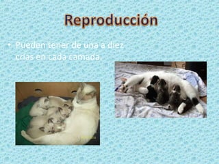 • Pueden tener de una a diez
crías en cada camada.