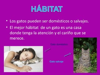• Los gatos pueden ser domésticos o salvajes.
• El mejor hábitat de un gato es una casa
donde tenga la atención y el cariño que se
merece.
Gato doméstico
Gato salvaje