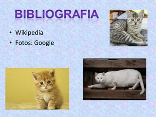 • Wikipedia
• Fotos: Google