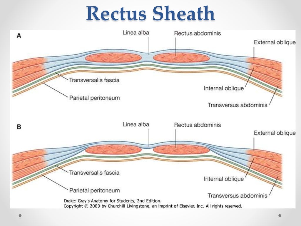 Surgical Anatomy of anterior abdominal wall