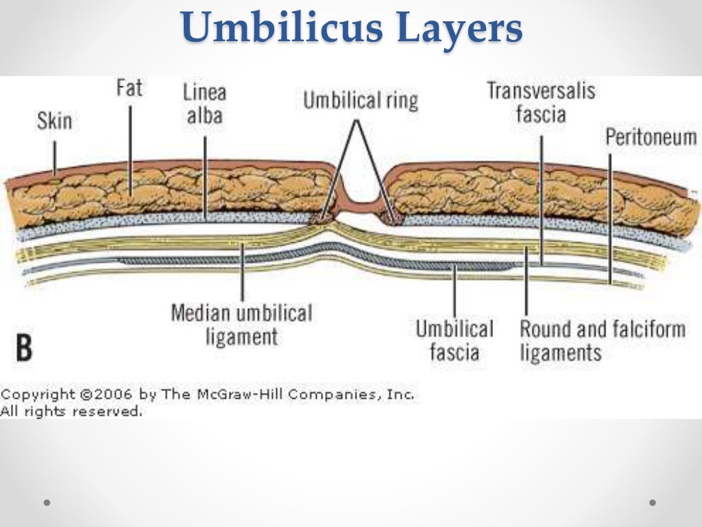 Surgical anatomy of anterior abdominal wall