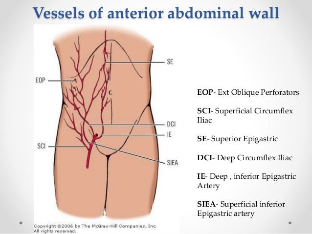 Anatomy Of Upper Abdominal Wall Choice Image - How To 