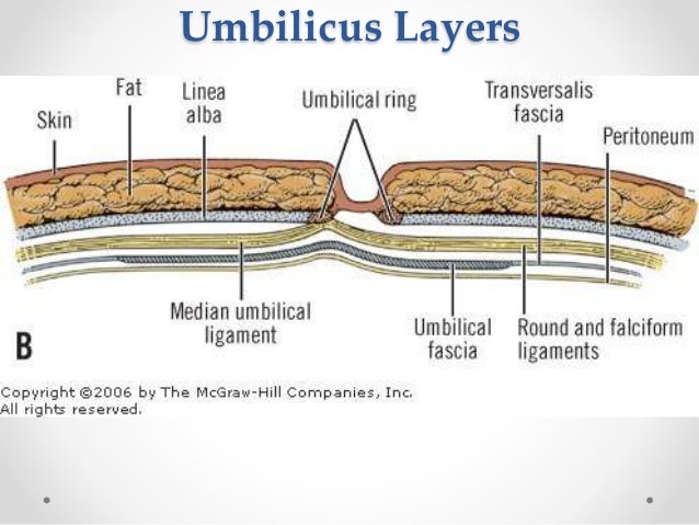 Surgical Anatomy of anterior abdominal wall umbilicus diagram 