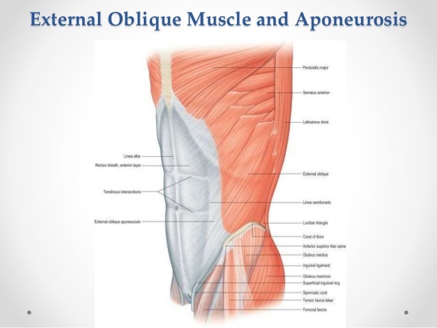 surgical anatomy of anterior abdominal wall