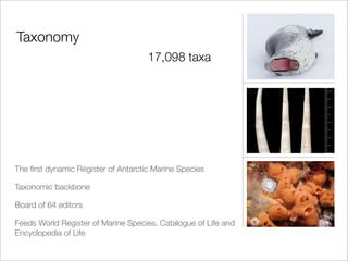 Taxonomy
                                     17,098 taxa




The ﬁrst dynamic Register of Antarctic Marine Species

Taxonomic backbone

Board of 64 editors

Feeds World Register of Marine Species, Catalogue of Life and
Encyclopedia of Life
 