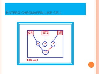 ENTERO CHROMAFFIN LIKE CELL
 