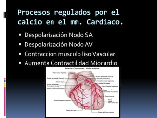 Procesos regulados por el 
calcio en el mm. Cardiaco. 
 Despolarización Nodo SA 
 Despolarización Nodo AV 
 Contracción musculo liso Vascular 
 Aumenta Contractilidad Miocardio 
 