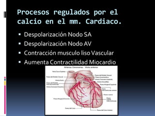 Procesos regulados por el 
calcio en el mm. Cardiaco. 
 Despolarización Nodo SA 
 Despolarización Nodo AV 
 Contracción...