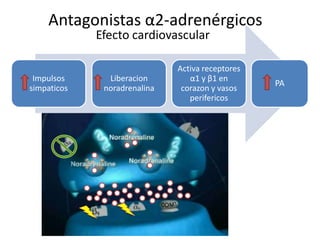 Antagonistas α2-adrenérgicos
Efecto cardiovascular
Impulsos
simpaticos
Liberacion
noradrenalina
Activa receptores
α1 y β1 en
corazon y vasos
perifericos
PA
 
