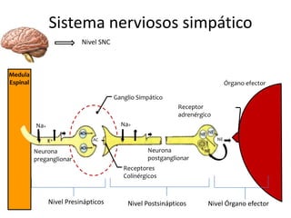 Sistema nerviosos simpático
Neurona
preganglionar
Na+
Medula
Espinal
Ganglio Simpático
Receptores
Colinérgicos
AC
h
Na+
Neurona
postganglionar
NE
Órgano efector
Receptor
adrenérgico
Nivel Presinápticos Nivel Postsinápticos Nivel Órgano efector
Nivel SNC
 