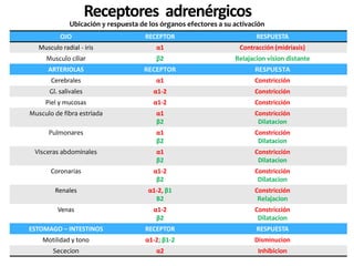 Receptores adrenérgicos
Ubicación y respuesta de los órganos efectores a su activación
OJO RECEPTOR RESPUESTA
Musculo radial - iris α1 Contracción (midriasis)
Musculo ciliar β2 Relajacion vision distante
ARTERIOLAS RECEPTOR RESPUESTA
Cerebrales α1 Constricción
Gl. salivales α1-2 Constricción
Piel y mucosas α1-2 Constricción
Musculo de fibra estriada α1
β2
Constricción
Dilatacion
Pulmonares α1
β2
Constricción
Dilatacion
Visceras abdominales α1
β2
Constricción
Dilatacion
Coronarias α1-2
β2
Constricción
Dilatacion
Renales α1-2, β1
Β2
Constricción
Relajacion
Venas α1-2
β2
Constricción
Dilatacion
ESTOMAGO – INTESTINOS RECEPTOR RESPUESTA
Motilidad y tono α1-2; β1-2 Disminucion
Sececion α2 Inhibicion
 