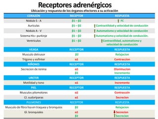 CORAZÓN RECEPTOR RESPUESTA
Nódulo S - A β1 – β2 FC
Aurículas β1 – β2 Contractilidad y velocidad de conducción
Nódulo A - V β1 – β2 Automatismo y velocidad de conducción
Sistema His– purkinje β1 – β2 Automatismo y velocidad de conducción.
Ventrículos β1 – β2 Contractilidad, automatismo y
velocidad de conducción
VEJIGA RECEPTOR RESPUESTA
Musculo detrusor β2 Relajacion
Trigono y esfinter α1 Contraccion
RIÑONES RECEPTOR RESPUESTA
Secrecion de renina α1
β1
Disminucion
Incremento
URETER RECEPTOR RESPUESTA
Motilidad y tono α1 Incremento
PIEL RECEPTOR RESPUESTA
Musculos pilomotores α1 Contraccoin
Gl. sudoriparas α1 Secrecion
PULMONES RECEPTOR RESPUESTA
Musculo de fibra lisa en traquea y bronquios β2 Relajacion
Gl. bronquiales α1
β2
Secrecion
Secrecion
Receptoresadrenérgicos
Ubicación y respuesta de los órganos efectores a su activación
 