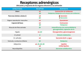 ESTRUCTURAS RECEPTOR RESPUESTA
Utero α1
β2
Contraccion en embarazo
Relajacion; Relajacion en la viscera son embarazo
Pancreas (islotes celulas β) α2
β2
Secrecion
Secrecion
Organo reproductor masculino α1 Eyaculacion
Capsula del bazo α1
β2
Contraccion
Relajacion
Musculo de fibra estriada β2 Intensificacion de contractibilida’d;
glucogenolisis; captacion de K+
Higado α1, β2 Glucogenolisis y gluconeogenesis
Gl. pineal β Sintesis melatonina
Gl. salivales α1 Secrecion de K+ y agua
Vesicula y conductos biliares β2 Relajacion
Adipocitos α1, β1, β2, β3
α2
Lipolisis
Inhibe lipolisis
Neurohipofisis β1 Secrecion antidiuretica
Receptoresadrenérgicos
Ubicación y respuesta de los órganos efectores a su activación
 