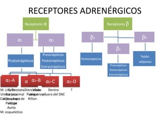 Receptores β
β1
Presinápticos
Postsinápticos
Extrasinápticos
Postsinápticos
β3
β2
Tejido
adiposos
RECEPTORES ADRENÉRGICOS
Receptores α
α1 α2
Presinápticos
Postsinápticos
Extrasinápticos
Postsinápticos
α2-A α2-Cα2-B α2-D
Tallo
Corteza
Hipocampo
Pulmon
Aorta
M. esqueletico
Diencefalo
Pulmon
Riñon
Dentro
y fuera del SNC
?
α1-A α1-B
M. Liso Prostata
Uretra proximal
Cuello y base de
vejiga
Vasos
sanguineos
 