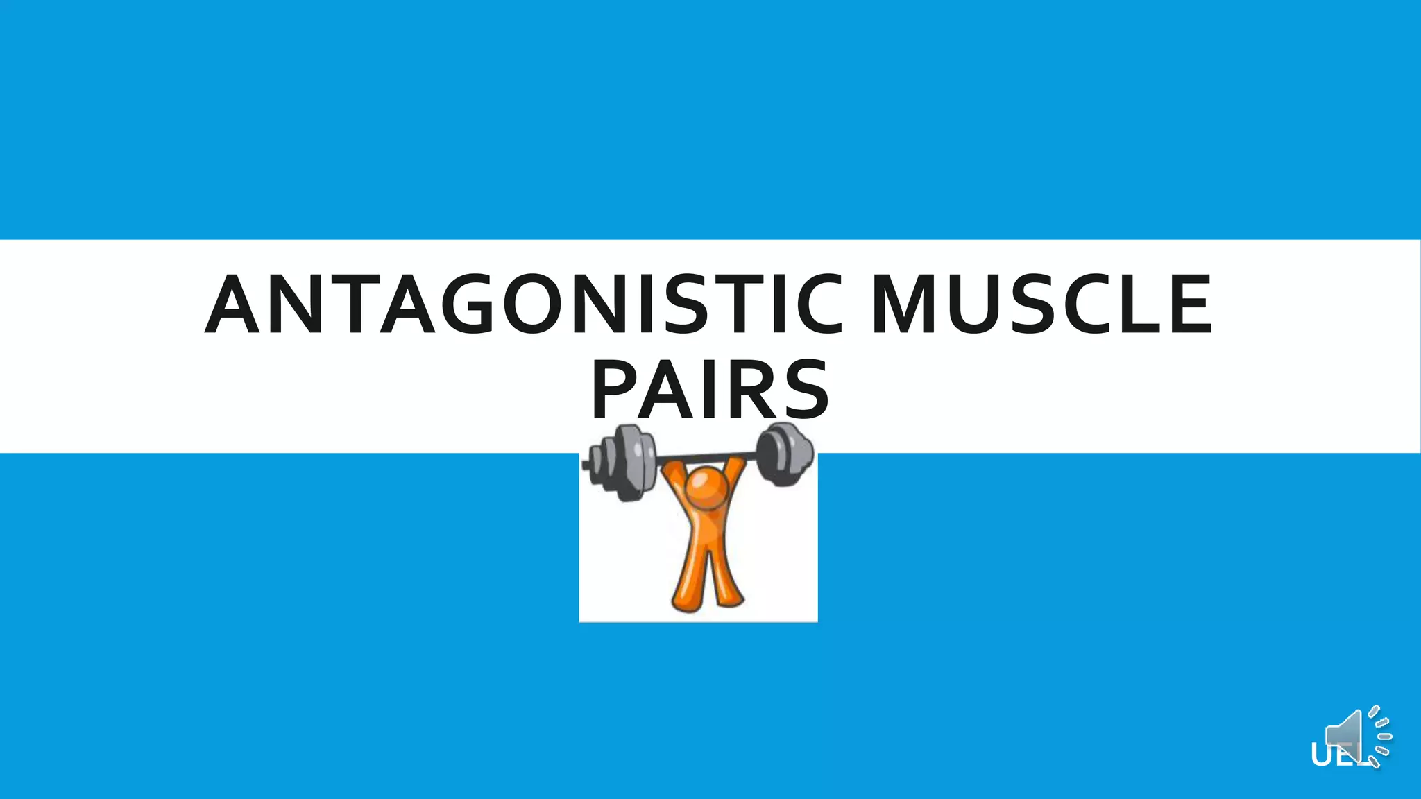 GCSE PE Revision Antagonistic muscle pairs PPT