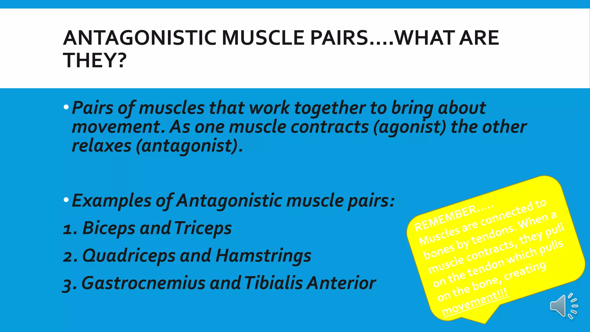 GCSE PE Revision Antagonistic muscle pairs PPT