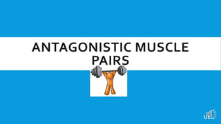 ANTAGONISTIC MUSCLE
PAIRS
UEL
 