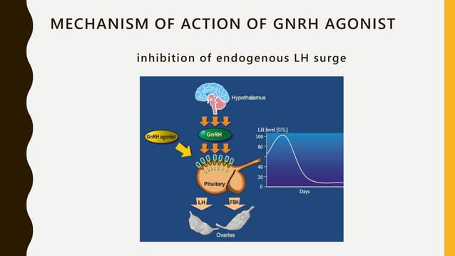 GnRH Agonist Versus GnRH Antagonist | PPTX | Infertility | Reproductive ...