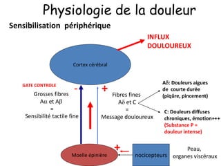 Physiologie de la douleur
nocicepteurs
Peau,
organes viscéraux
Moelle épinière
Grosses fibres
A et A
=
Sensibilité tactile fine
Fibres fines
A et C
=
Message douloureux
Cortex cérébral
A: Douleurs aigues
de courte durée
(piqûre, pincement)
C: Douleurs diffuses
chroniques, émotion+++
(Substance P =
douleur intense)
- +
INFLUX
DOULOUREUX
GATE CONTROLE
+
Sensibilisation périphérique
 