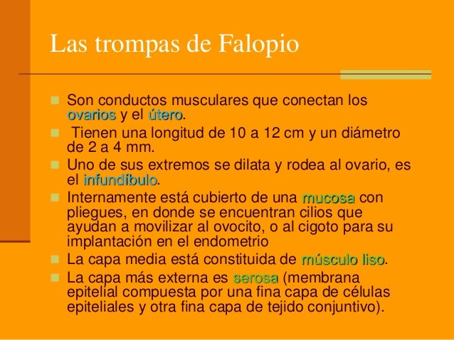 Que modos por el aumento del miembro