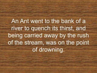 An Ant went to the bank of a
river to quench its thirst, and
being carried away by the rush
of the stream, was on the point
of drowning.