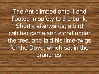 The Ant climbed onto it and
floated in safety to the bank.
Shortly afterwards, a bird
catcher came and stood under
the tree, and laid his lime-twigs
for the Dove, which sat in the
branches.