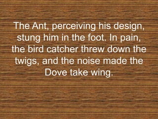 The Ant, perceiving his design,
stung him in the foot. In pain,
the bird catcher threw down the
twigs, and the noise made the
Dove take wing.